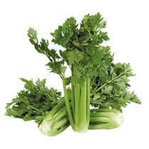 Staudensellerie ES EP KL1