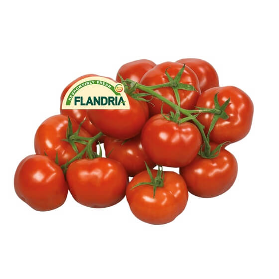Strauchtomaten BE KL1