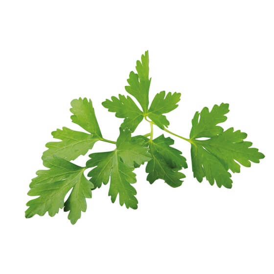 Koriander frisch  150g/Schale ES