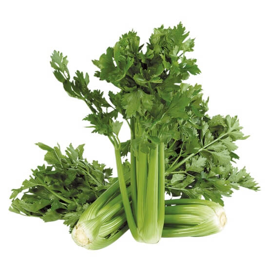 Staudensellerie ES EP KL1