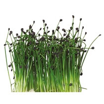 Kresse Rock-Chives-Kresse NL