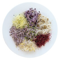 Mix Kiste Sprossen NL KL1