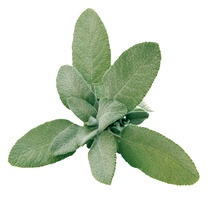 Salbei frisch 150g/Schale MA