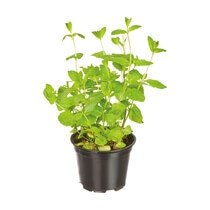 Topfkräuter Mix 1 DE 3Basilikum 1Peters. 1Kerbel. 1Minze