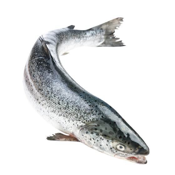 Lachs aus Norwegen ausgenommen mit Kopf roh Zucht 3-4kg