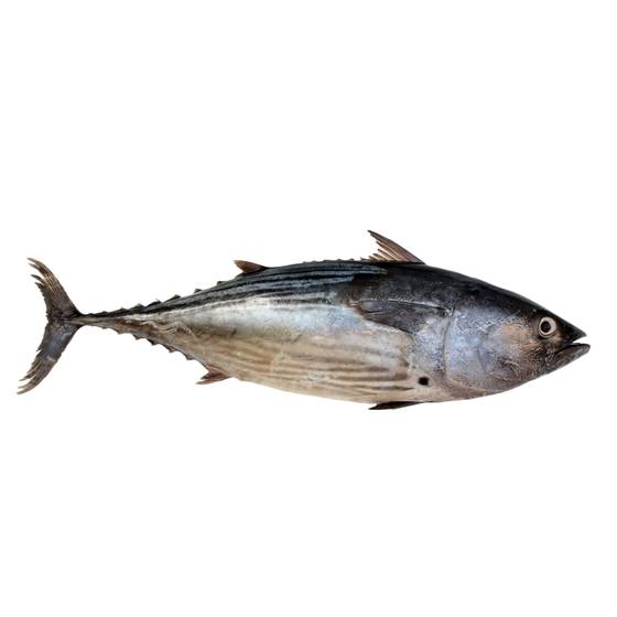 Thunfisch rot ausgenommen mit Kopf roh 15-25kg