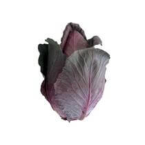 Spitzkohl rot DE Stück foliert KL1