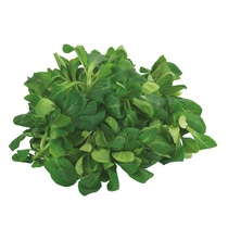 Feldsalat FR 150g/Schale EP