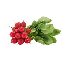 Radieschen NL mit Grün EP