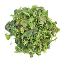 Wildkräutersalat Tatsoi Rot.Senf Landkr. Mizuna Spinat GSH