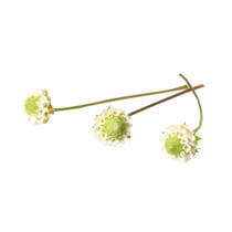 Dushi Blüten NL 50Stück/Schale