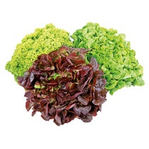 Mix Salat 3 Sorten DE KL1 EP Poly
