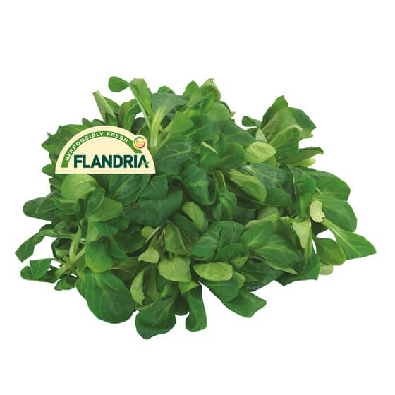 Feldsalat lose BE KL1 1kg EP