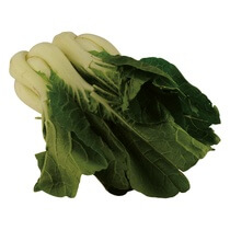 Pak Choi NL 3,5kg EP