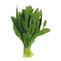 Bärlauch HU  25g/Schale