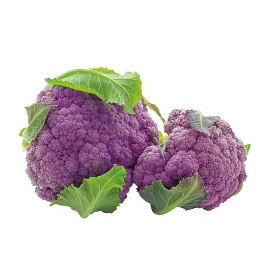 Blumenkohl violett IT KL1 12St