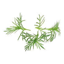 Paztizz Tops NL 51Stück/Schale