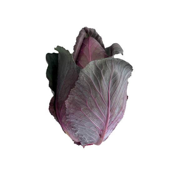 Spitzkohl rot DE Stück foliert KL1