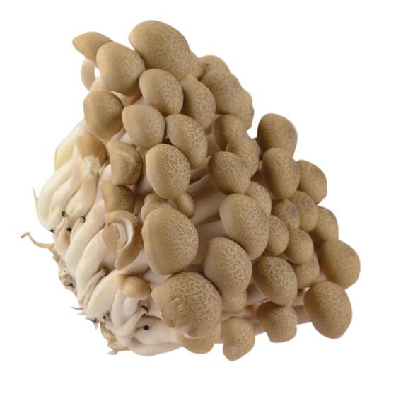 Shimeji-Pilze / Buchenpilze braun/weiß CN 150g