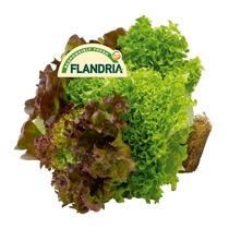 Trio-Salat BE KL1   mit Wurzelballen