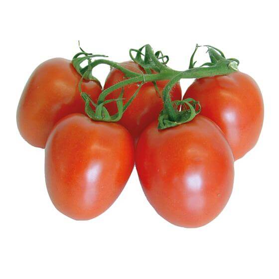 Roma-Strauchtomaten BE KL1