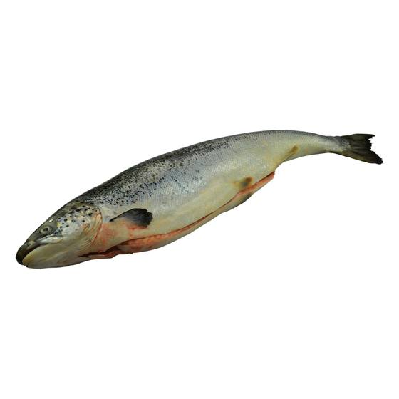 Lachs aus Norwegen ausgenommen mit Kopf roh Zucht 2-3kg