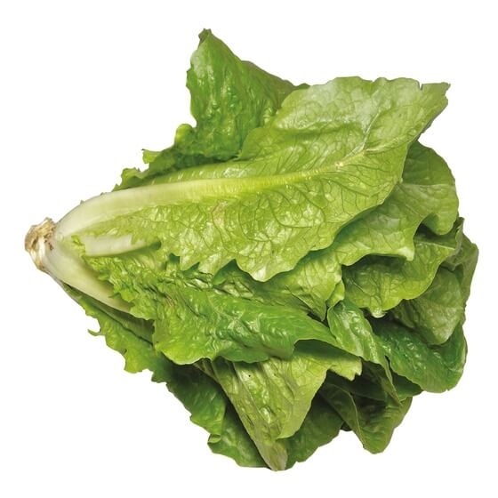 Römersalat / Romanasalat ES Kl1