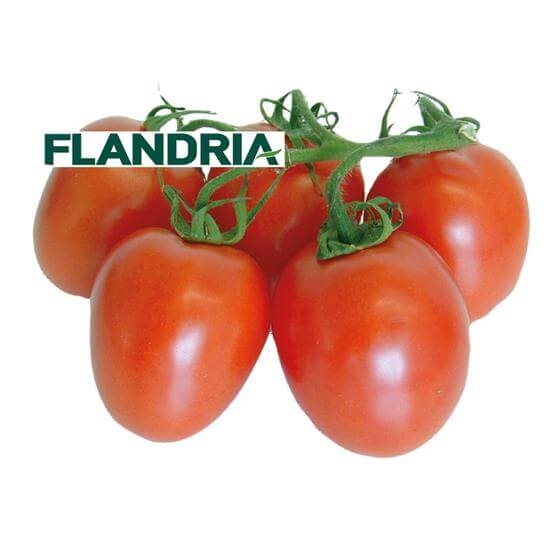 Roma-Strauchtomaten BE KL1