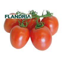 Roma-Strauchtomaten BE KL1