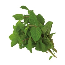 Minze frisch 1000g lose