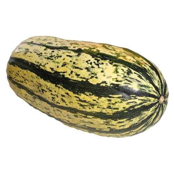 Speisekürbis DE EP Spaghetti