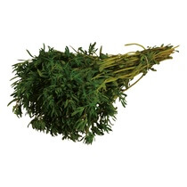 Bohnenkraut frisch ca 150g DE