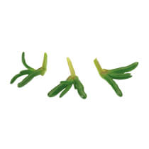 Salty Fingers NL 50Stück/Schale